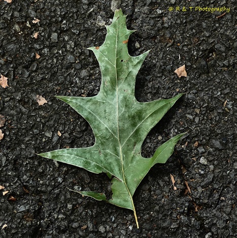 {Quercus pagoda}